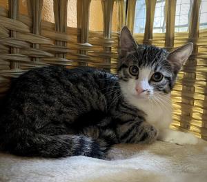 Dina