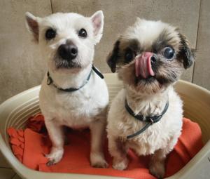 Estée & Hannabelle - en cours d'adoption