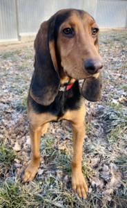 Hasko - en cours d'adoption