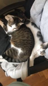 Nixie & Spirale alias Luna & Fripouille