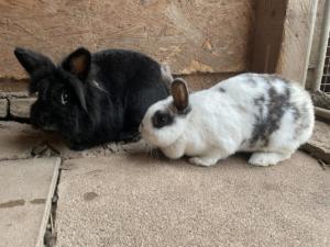 Pongo et Nougatine
